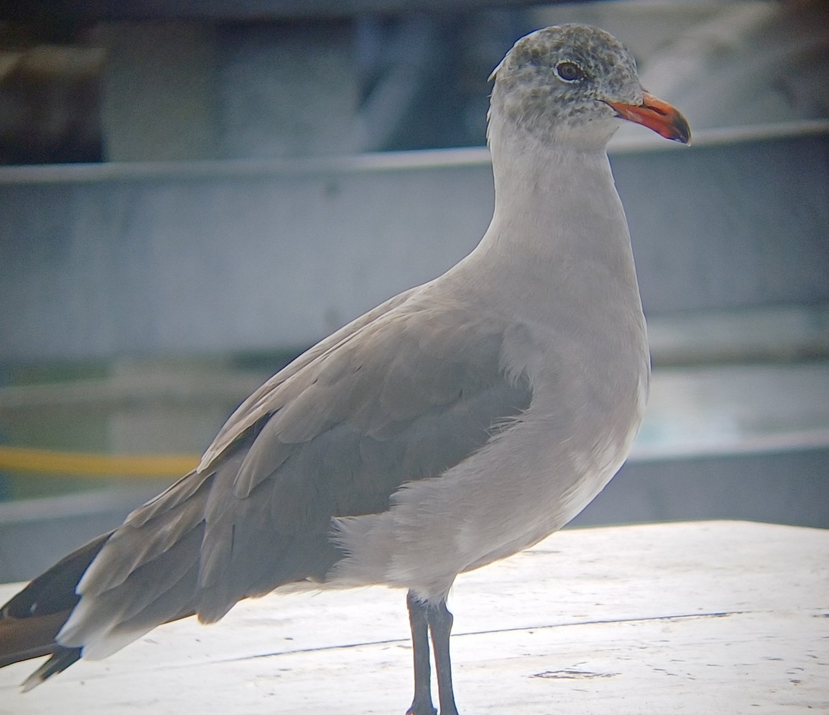 Heermann's Gull - ML640960355