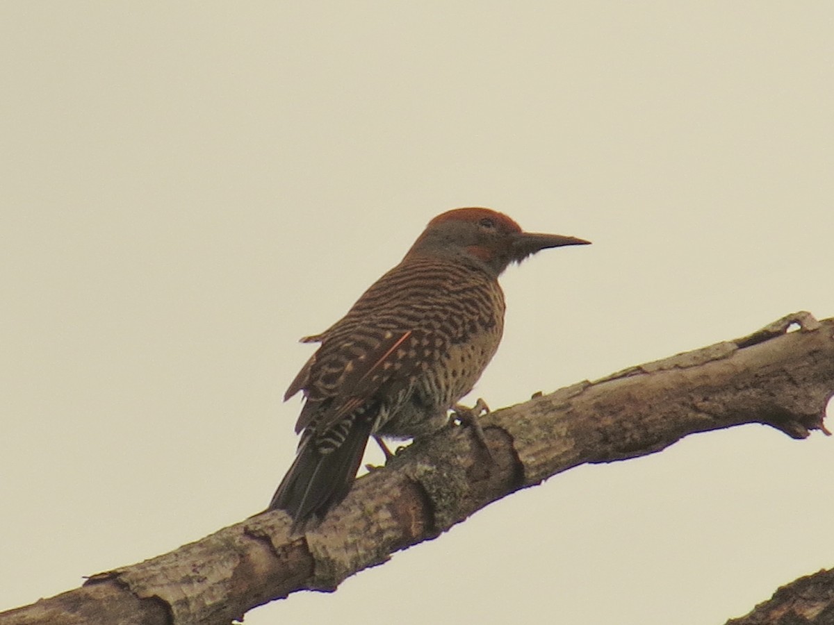 Guatemalan Flicker - ML640960361