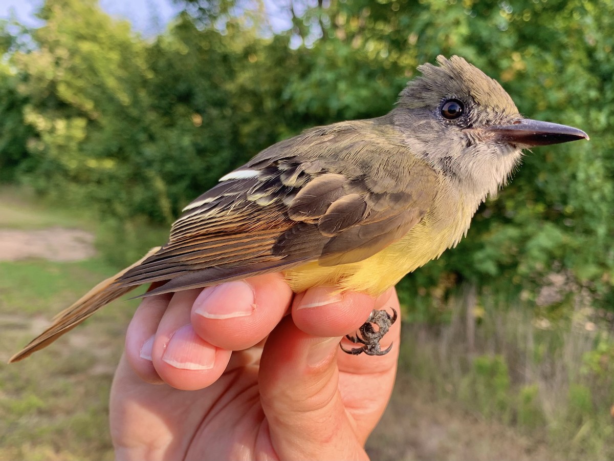 Great Crested Flycatcher - ML640960446