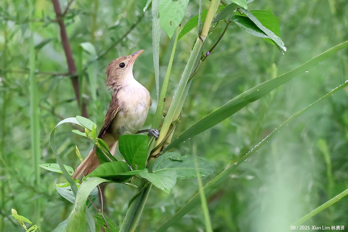 Thick-billed Warbler - ML640960455