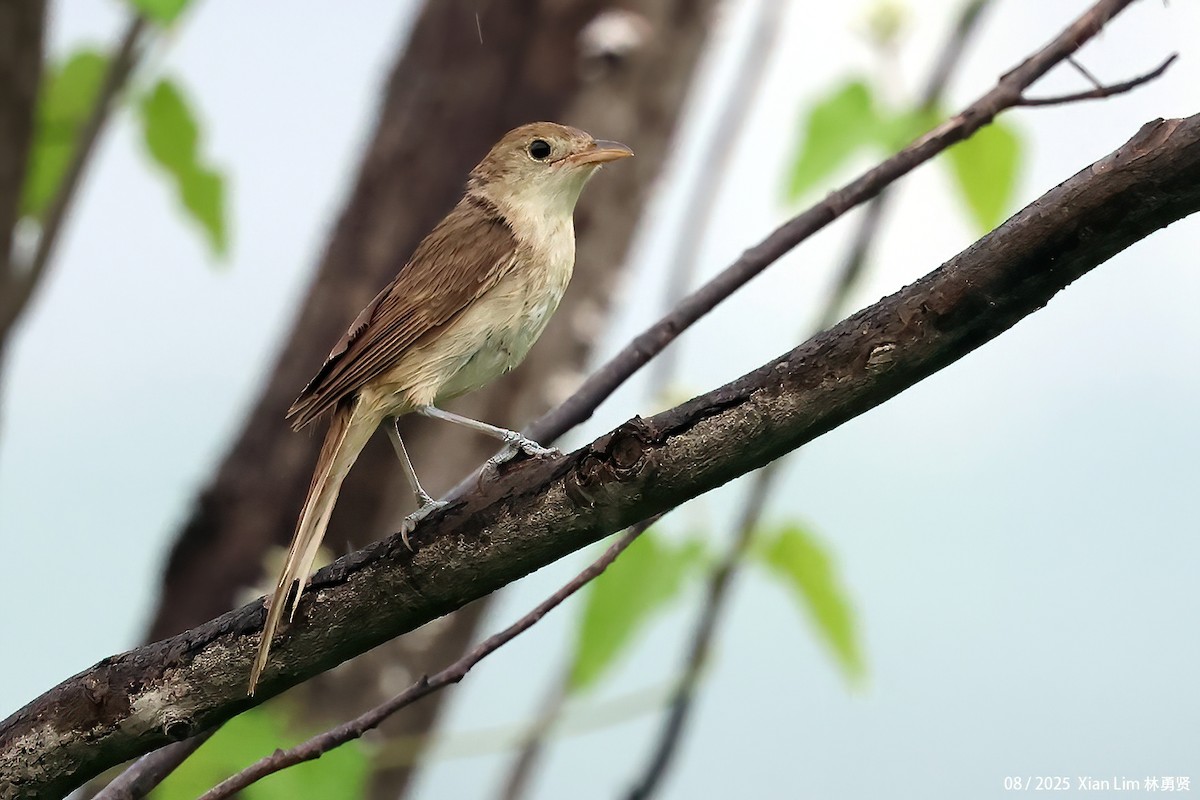 Thick-billed Warbler - ML640960456
