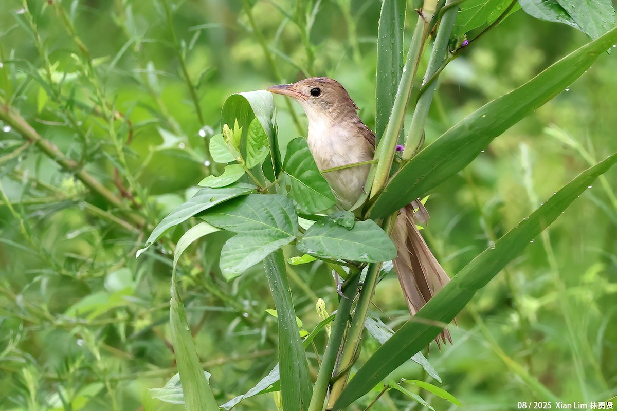 Thick-billed Warbler - ML640960457