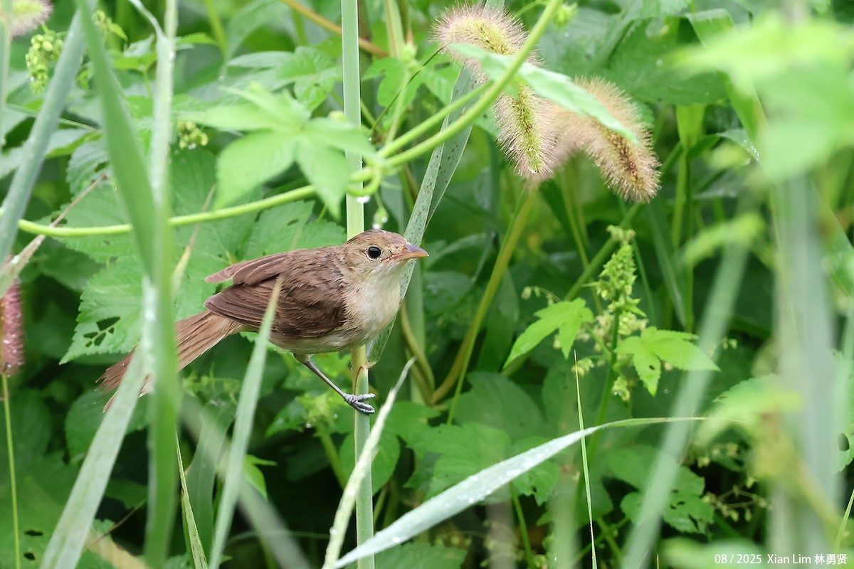 Thick-billed Warbler - ML640960458