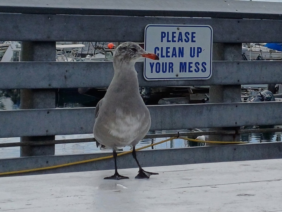 Heermann's Gull - ML640960470