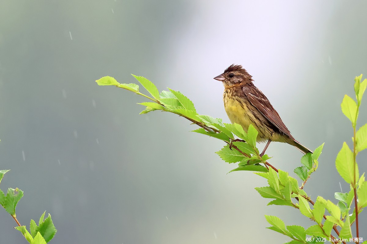 Yellow-breasted Bunting - ML640960483