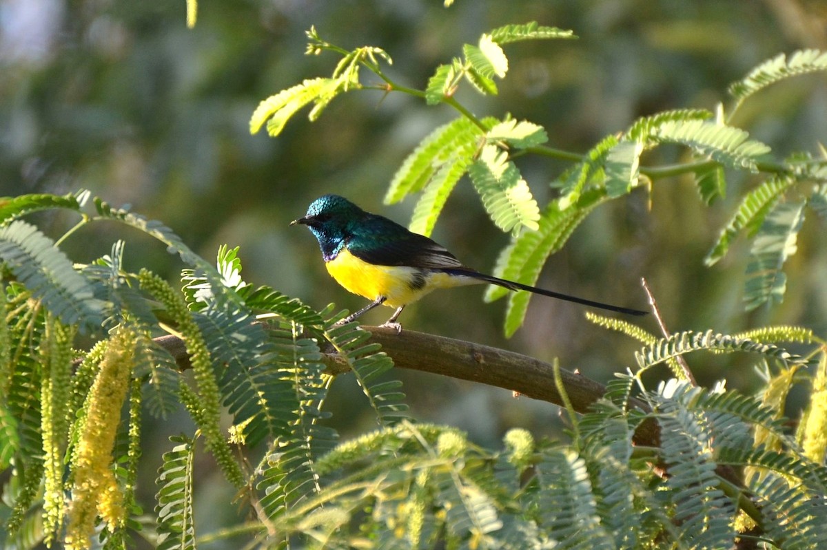 Nile Valley Sunbird - ML640960492