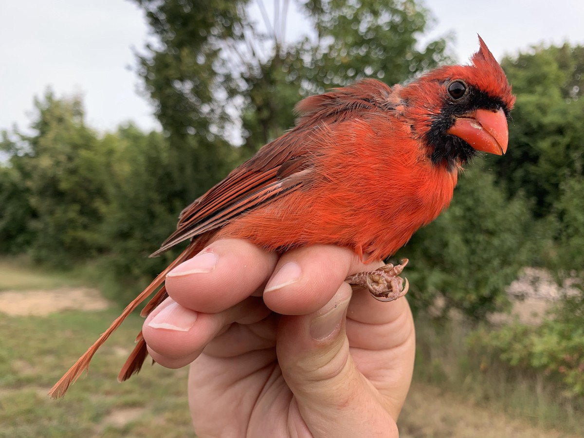 Northern Cardinal - ML640960496