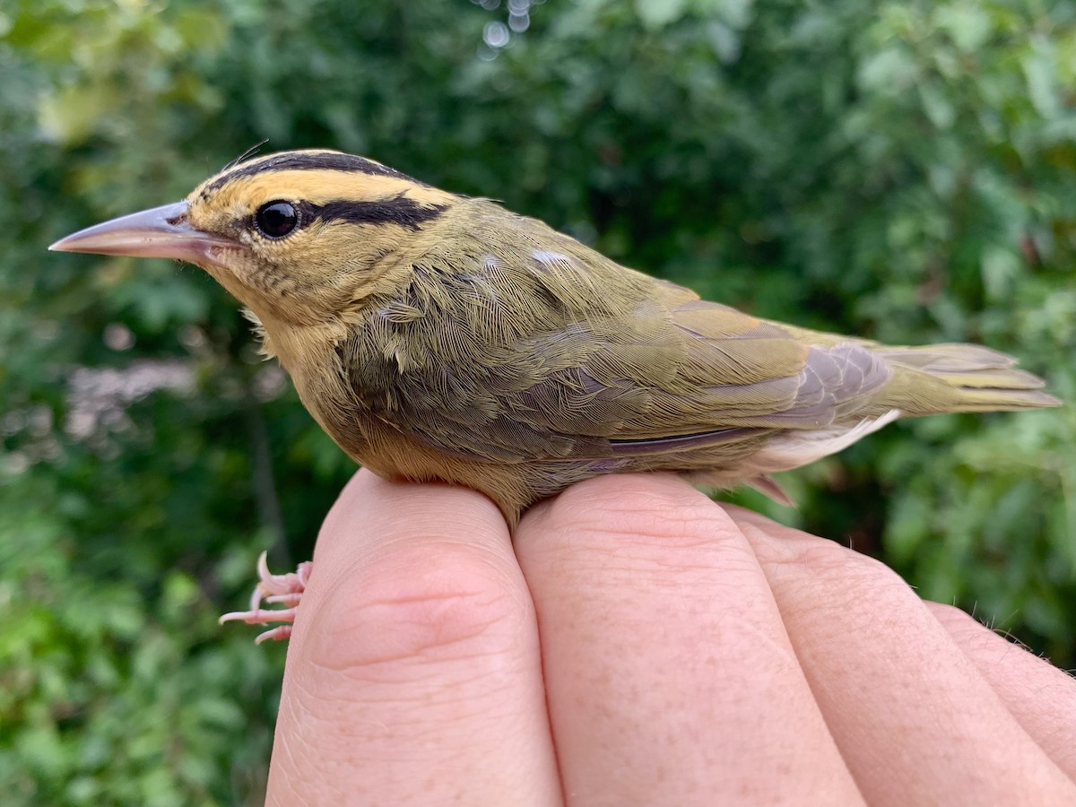 Worm-eating Warbler - ML640960502