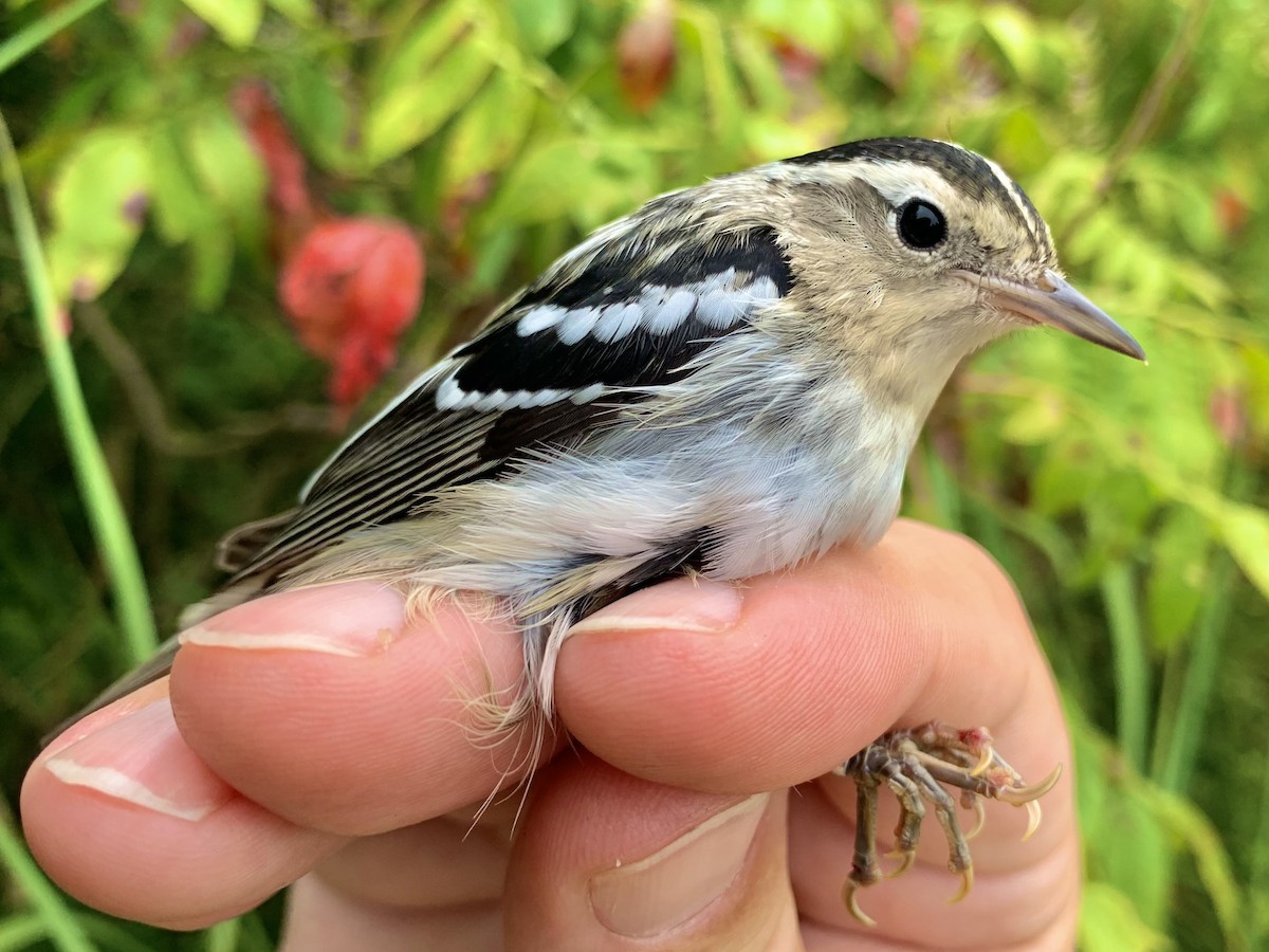 Black-and-white Warbler - ML640960506