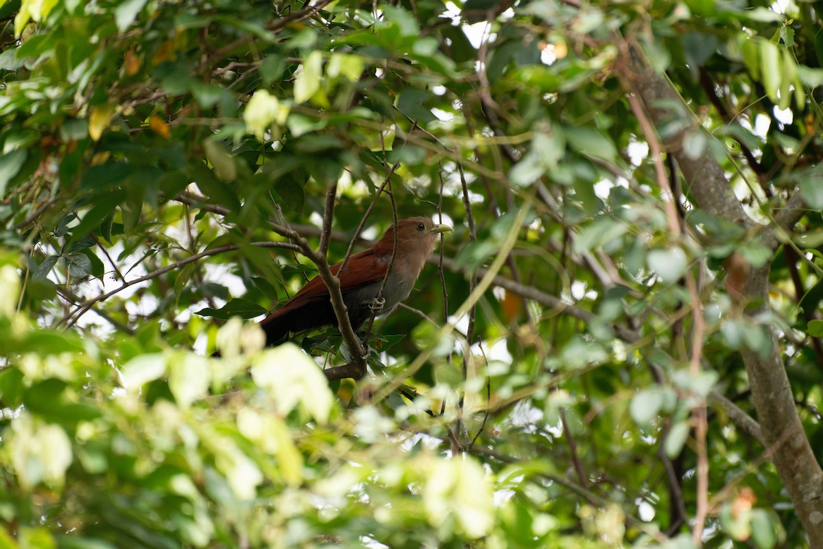 ekorngjøk - ML640960525