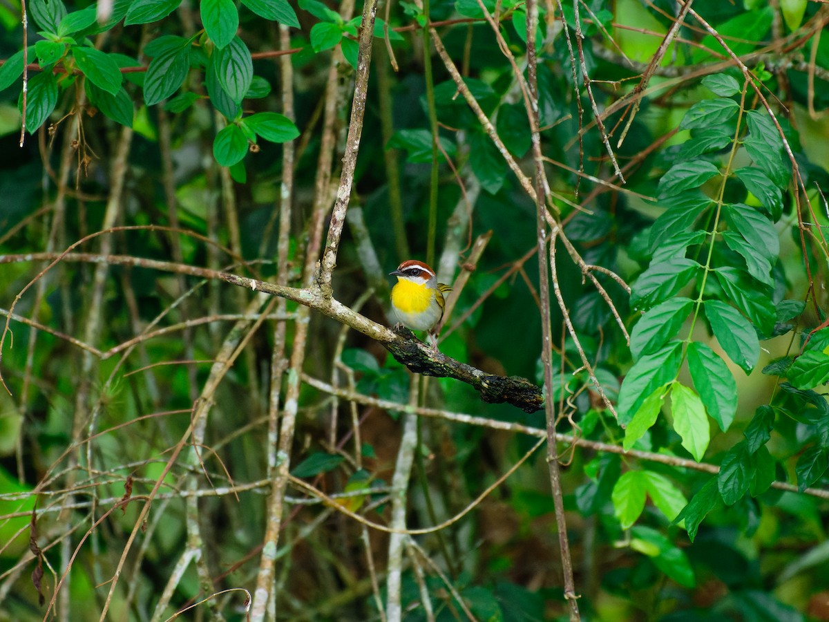 brunkroneparula - ML640960535