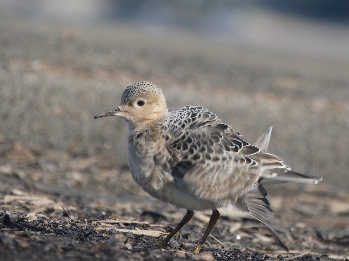 jespák plavý - ML640960542