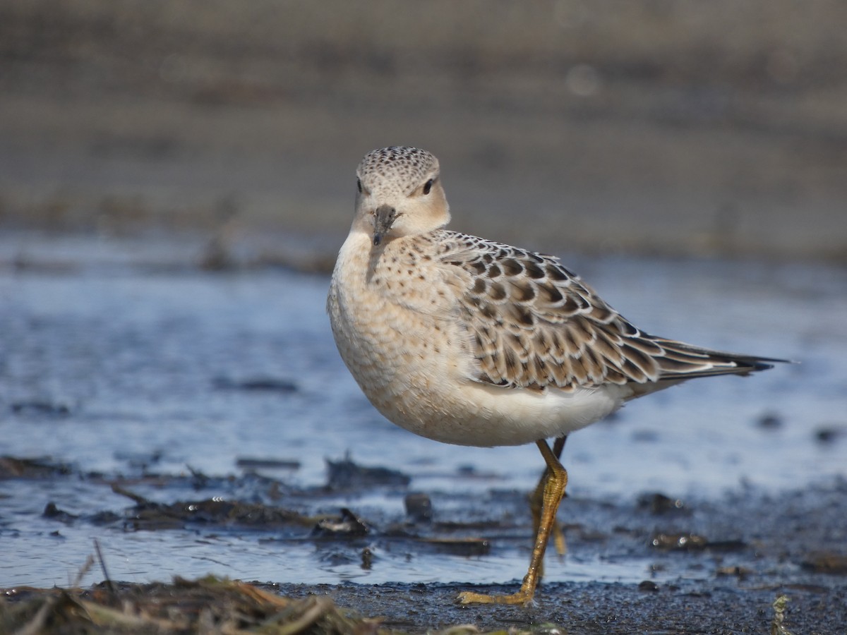 jespák plavý - ML640960543