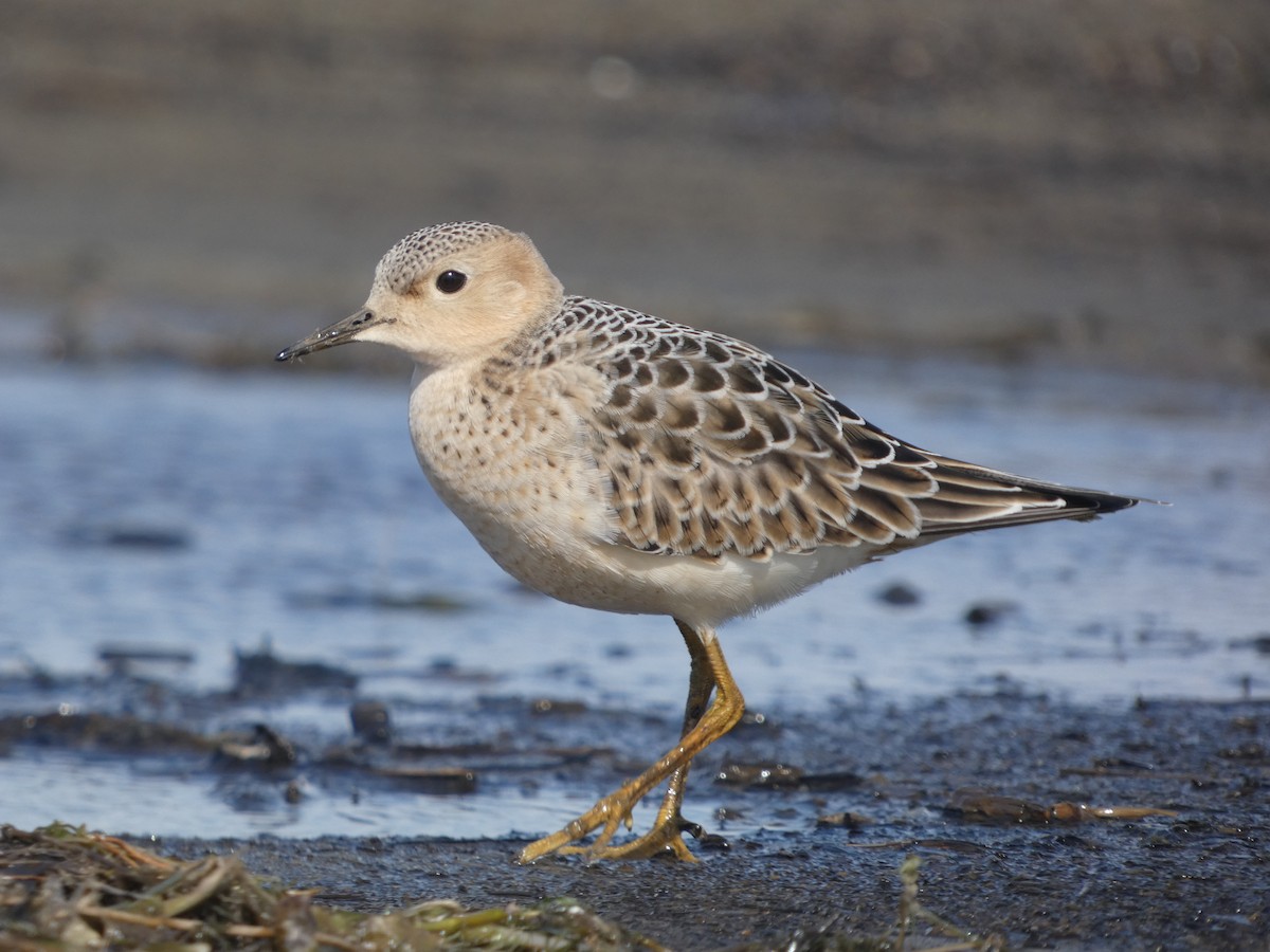 jespák plavý - ML640960544