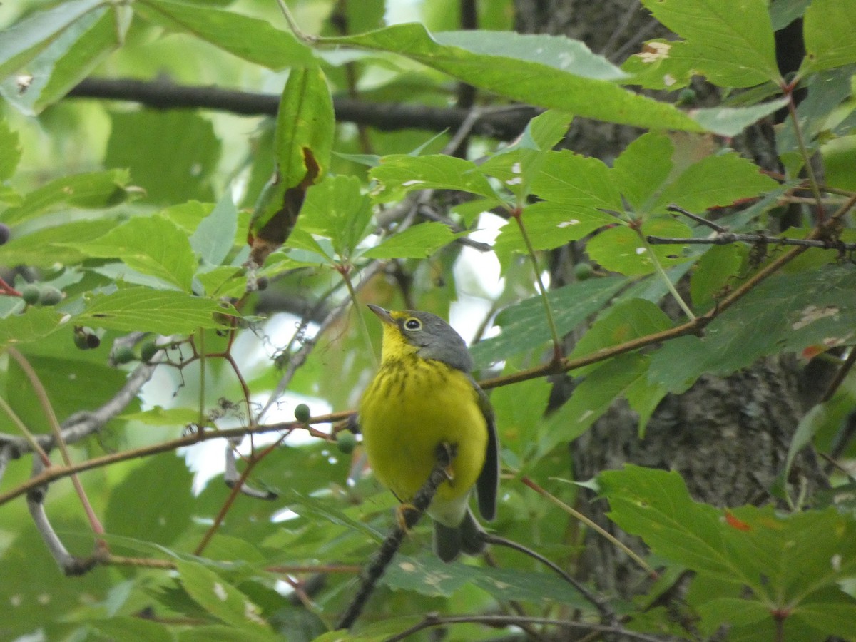 lesňáček kanadský - ML640960555