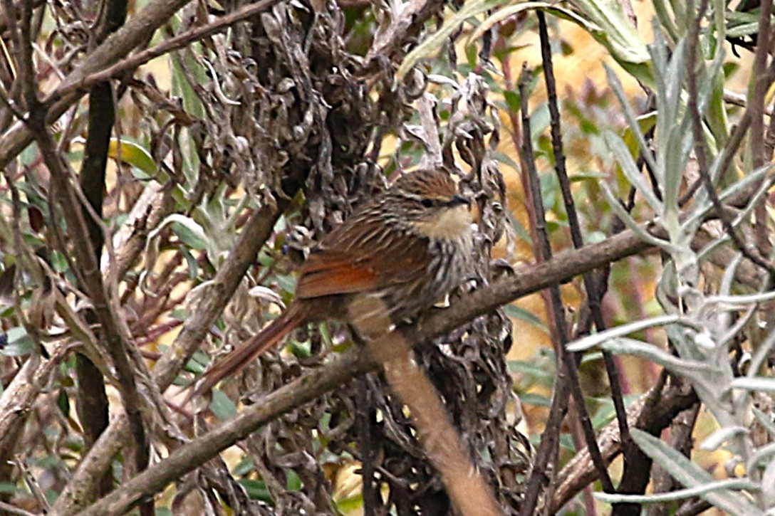 Streak-throated Canastero - ML640960561