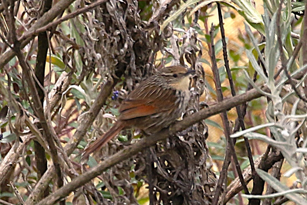 Streak-throated Canastero - ML640960563