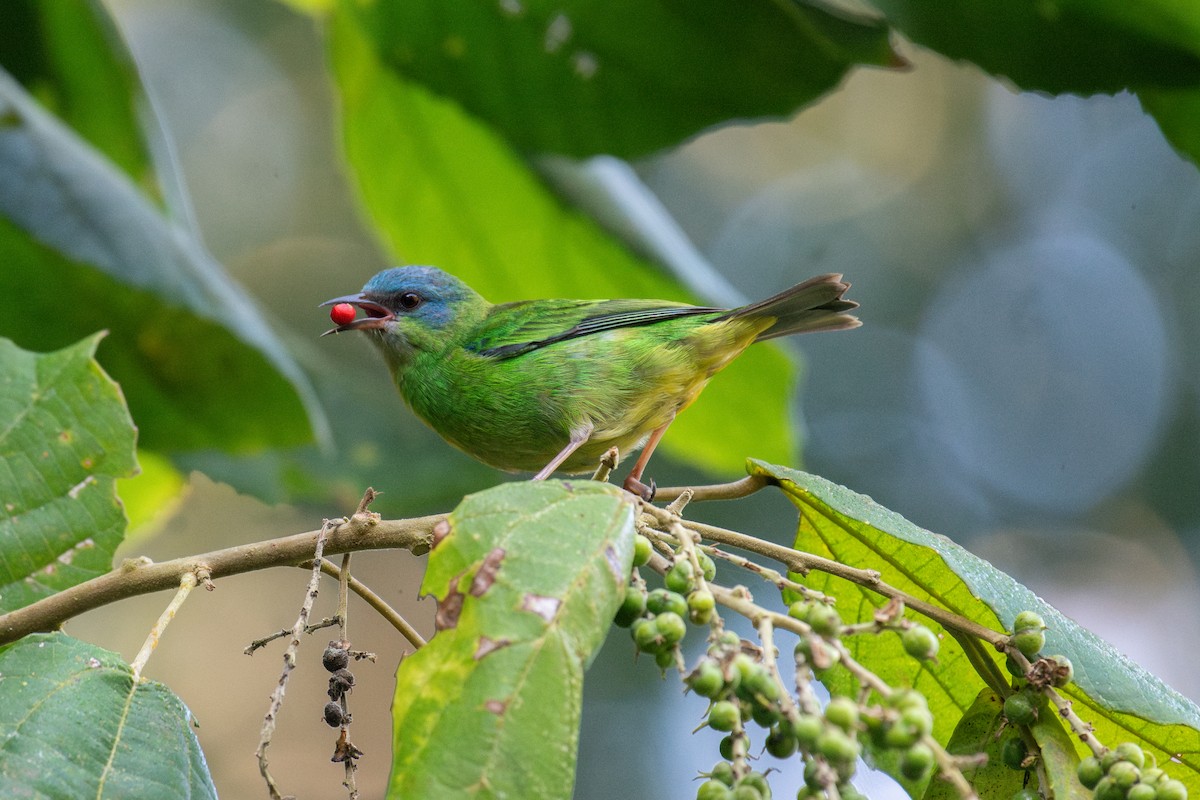 Blue Dacnis - ML640960653