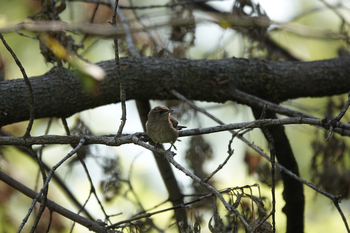 Northern House Wren - ML640960697
