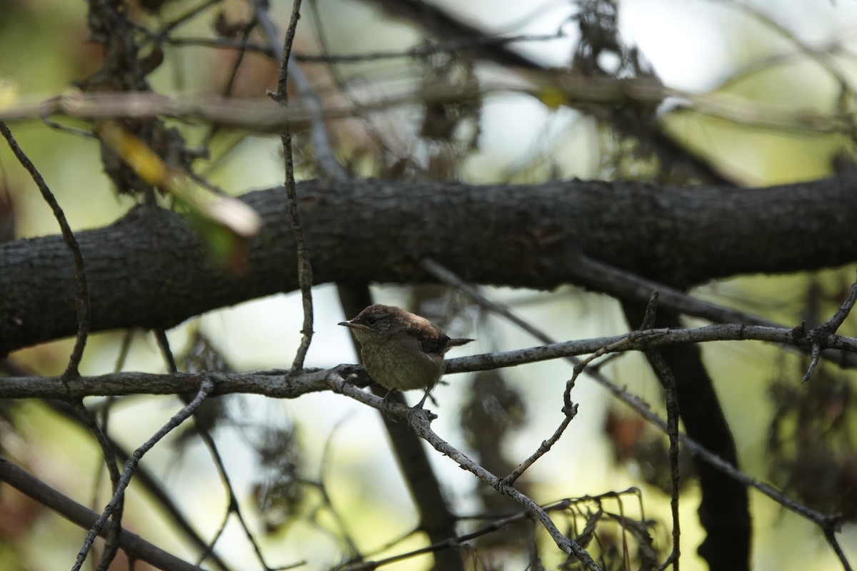 Northern House Wren - ML640960698