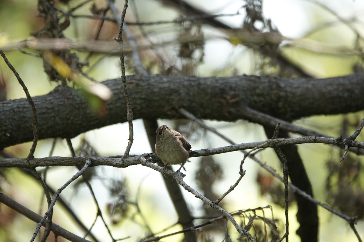Northern House Wren - ML640960699
