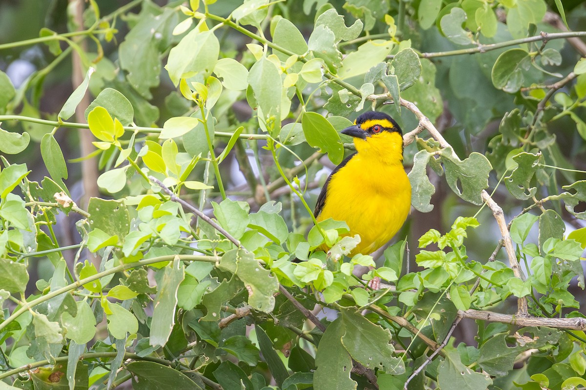 Black-necked Weaver - ML640960735