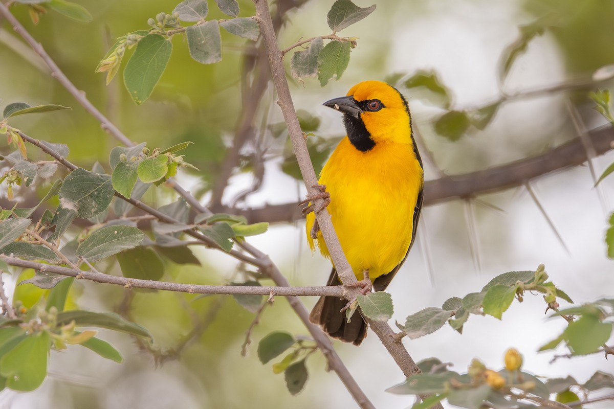 Black-necked Weaver - ML640960736