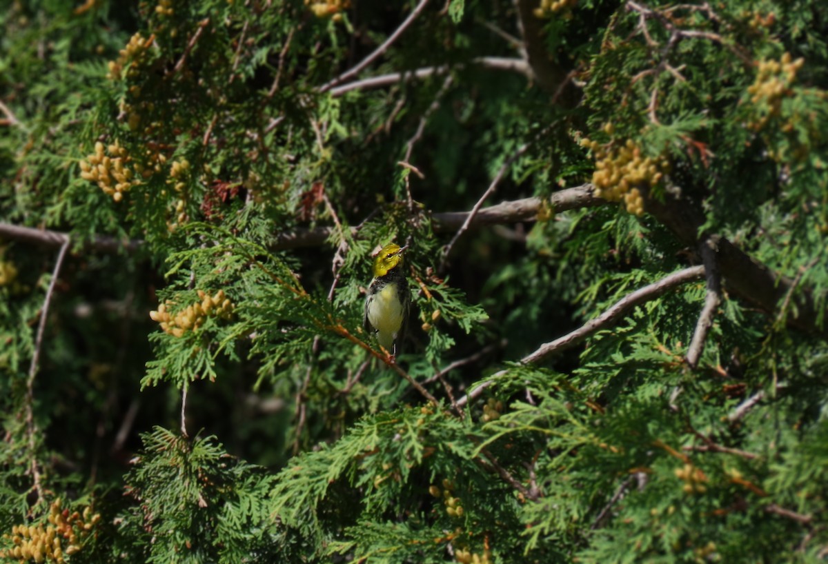 Black-throated Green Warbler - ML640960792