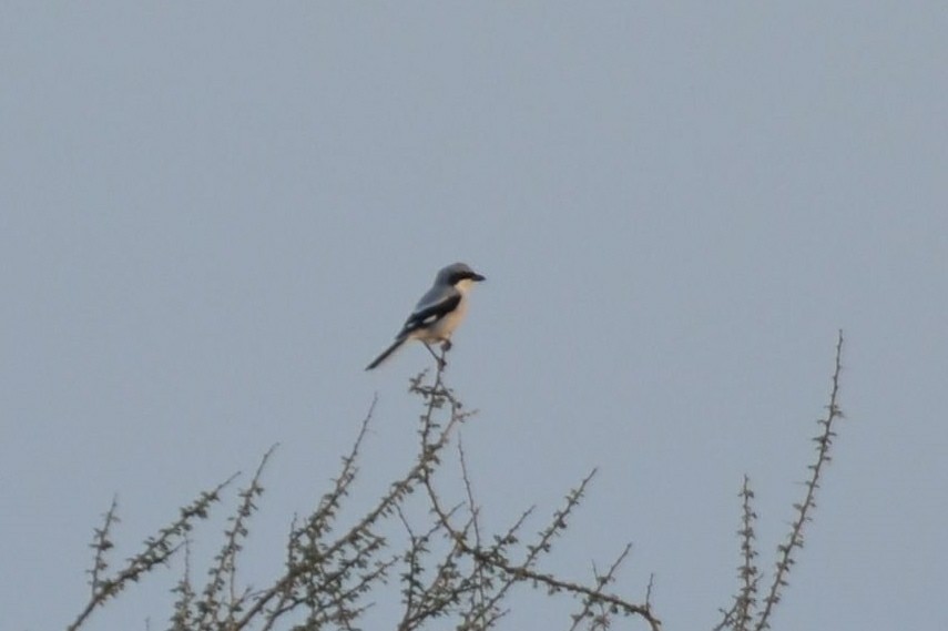 Great Gray Shrike (Arabian) - ML640960804