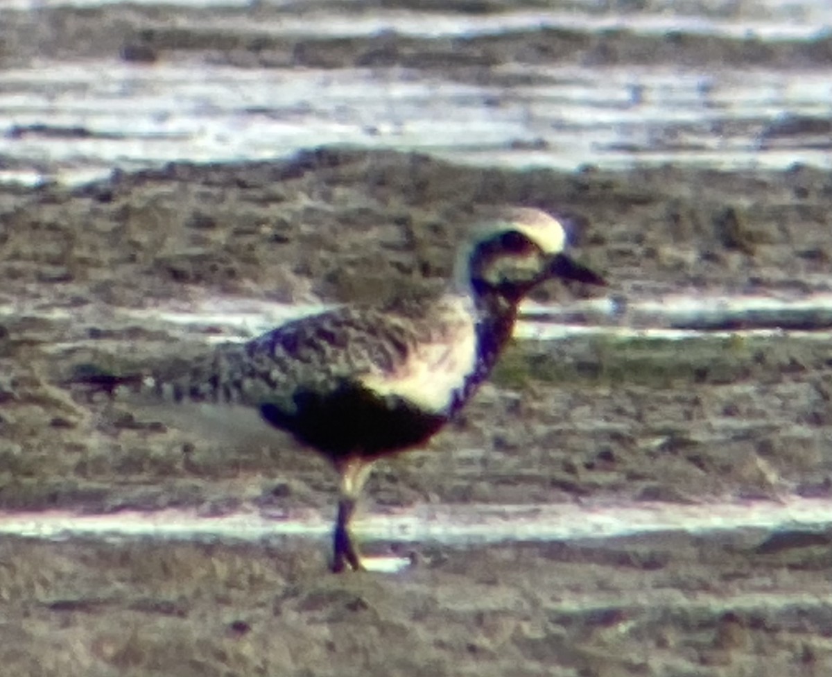 Black-bellied Plover - ML640960861