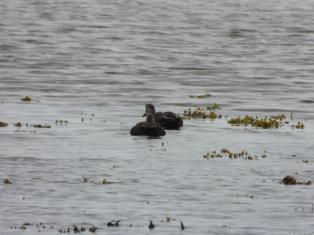 American Black Duck - ML640960875