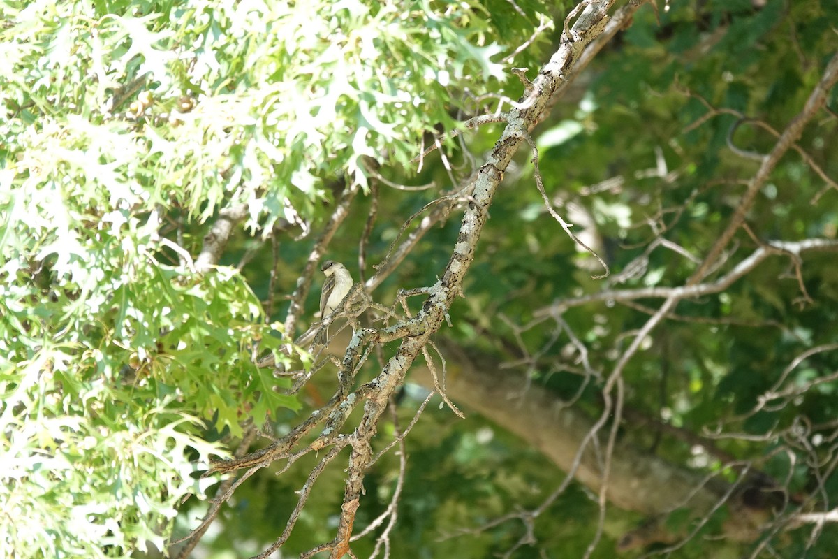 new world flycatcher sp. - ML640960944