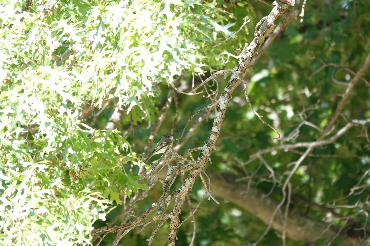 new world flycatcher sp. - ML640960945