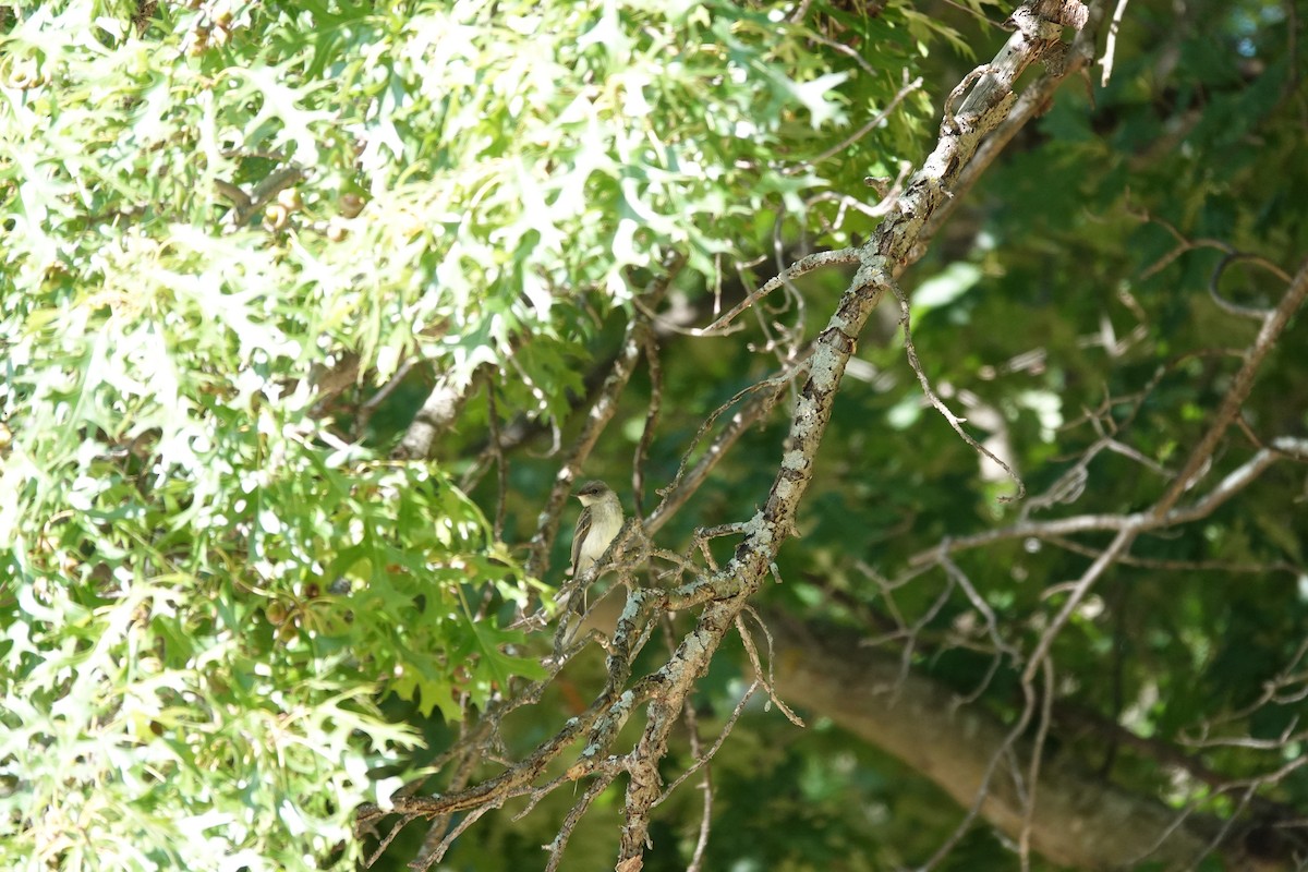 new world flycatcher sp. - ML640960946