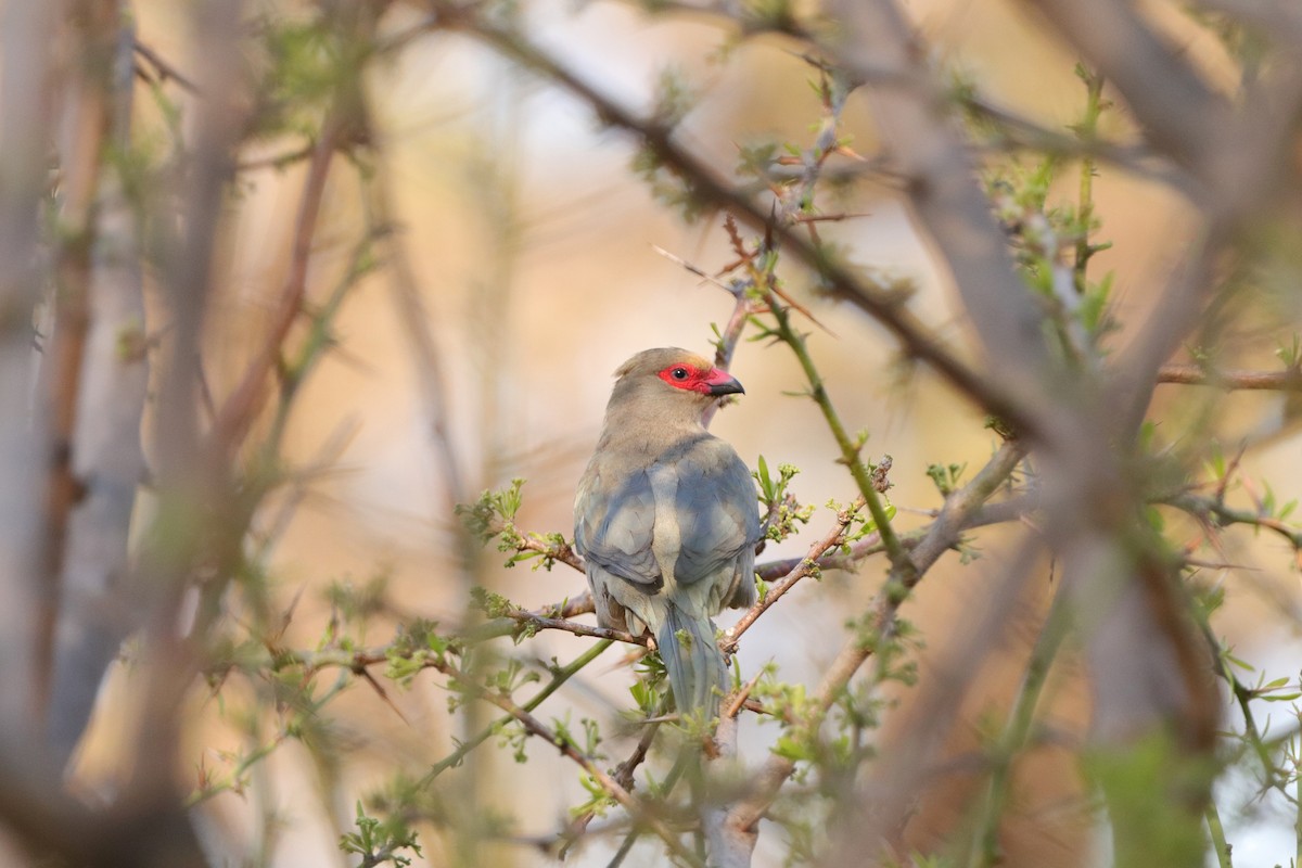 Red-faced Mousebird - ML640961003