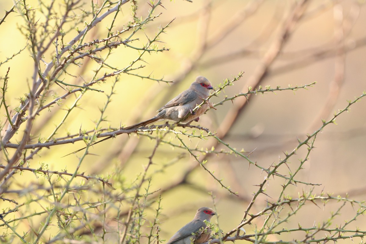 Red-faced Mousebird - ML640961004