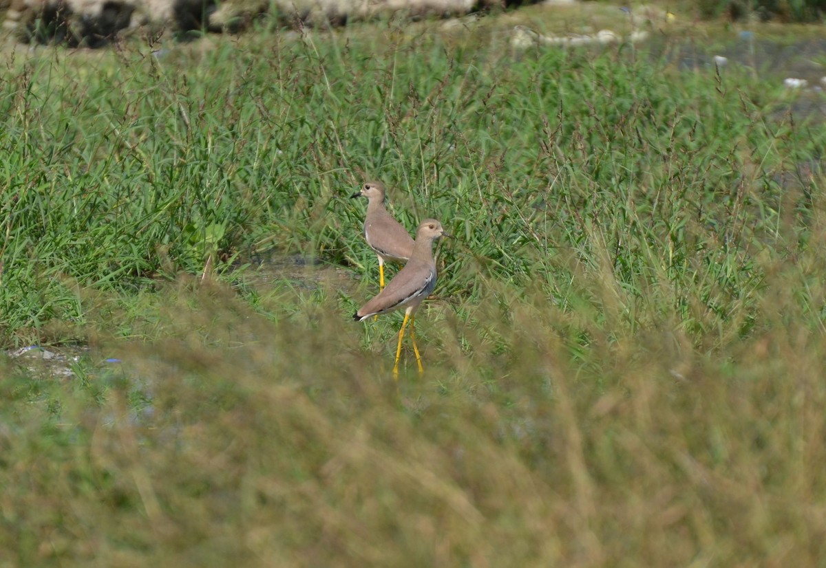 White-tailed Lapwing - ML640961010