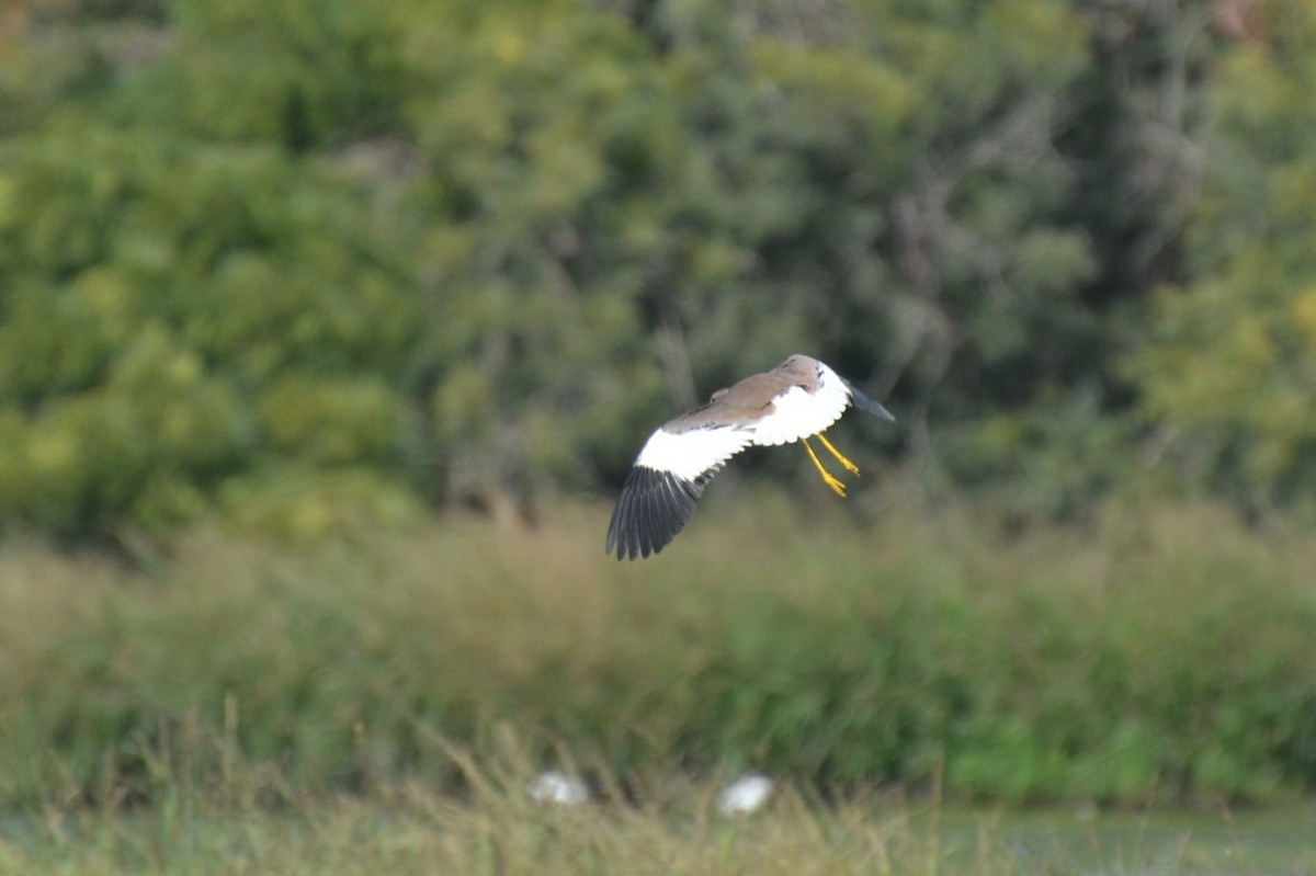 White-tailed Lapwing - ML640961011