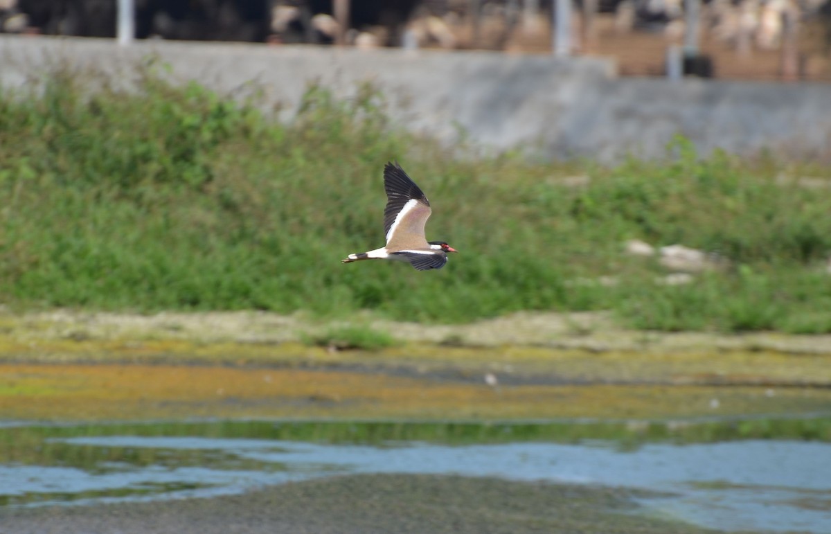 Red-wattled Lapwing - ML640961014