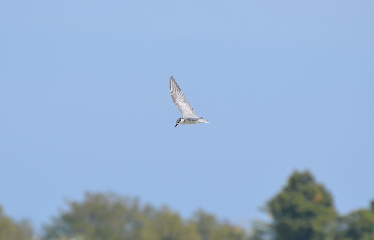 Whiskered Tern - ML640961022