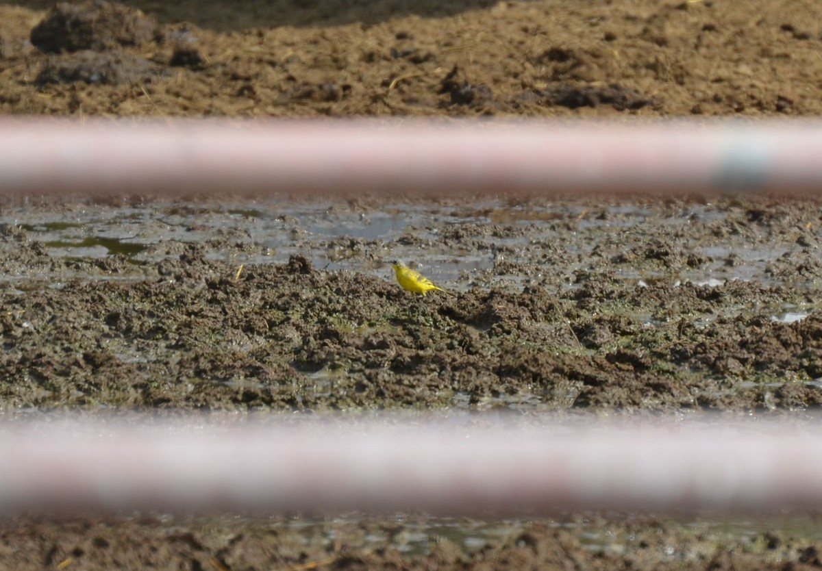 Western Yellow Wagtail - ML640961024