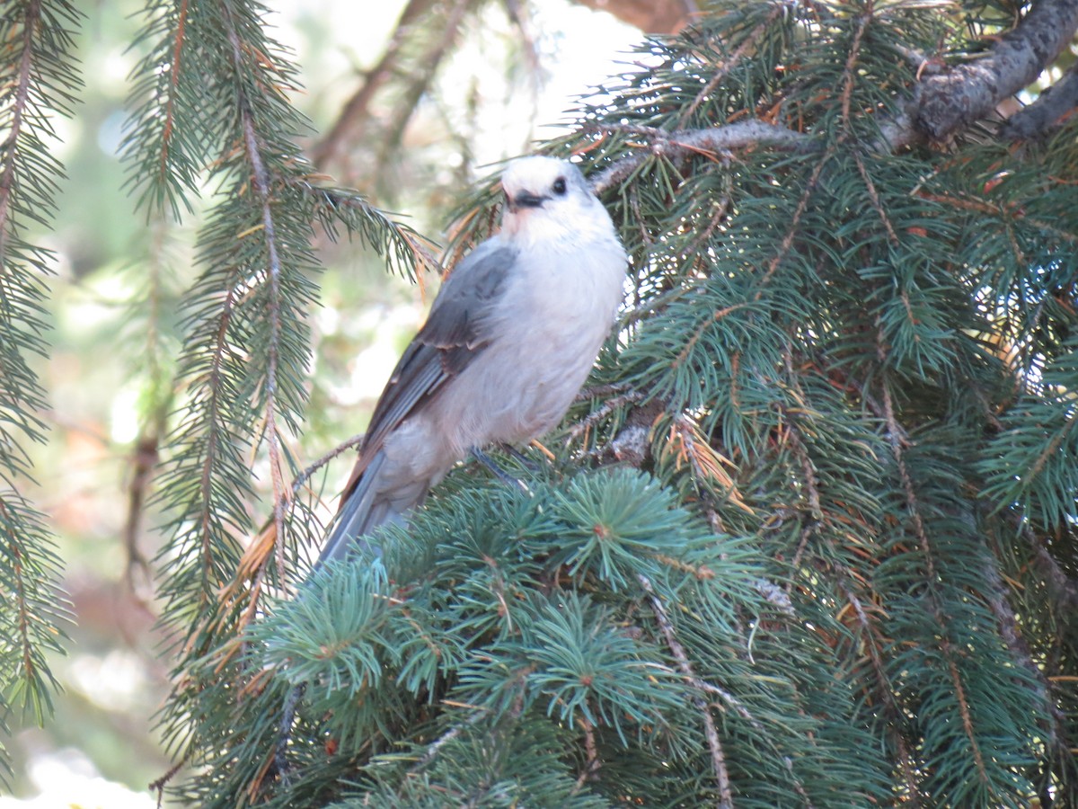 Canada Jay - ML640961037