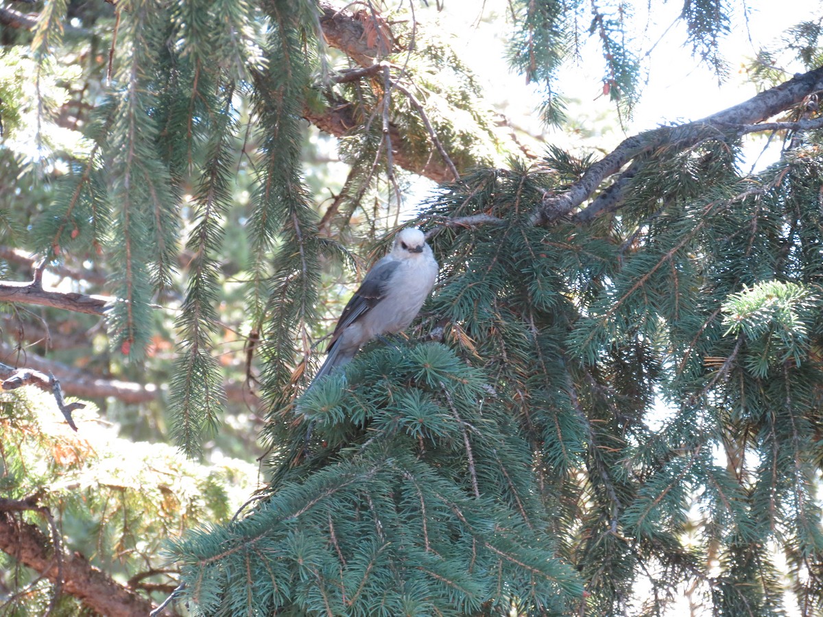 Canada Jay - ML640961038