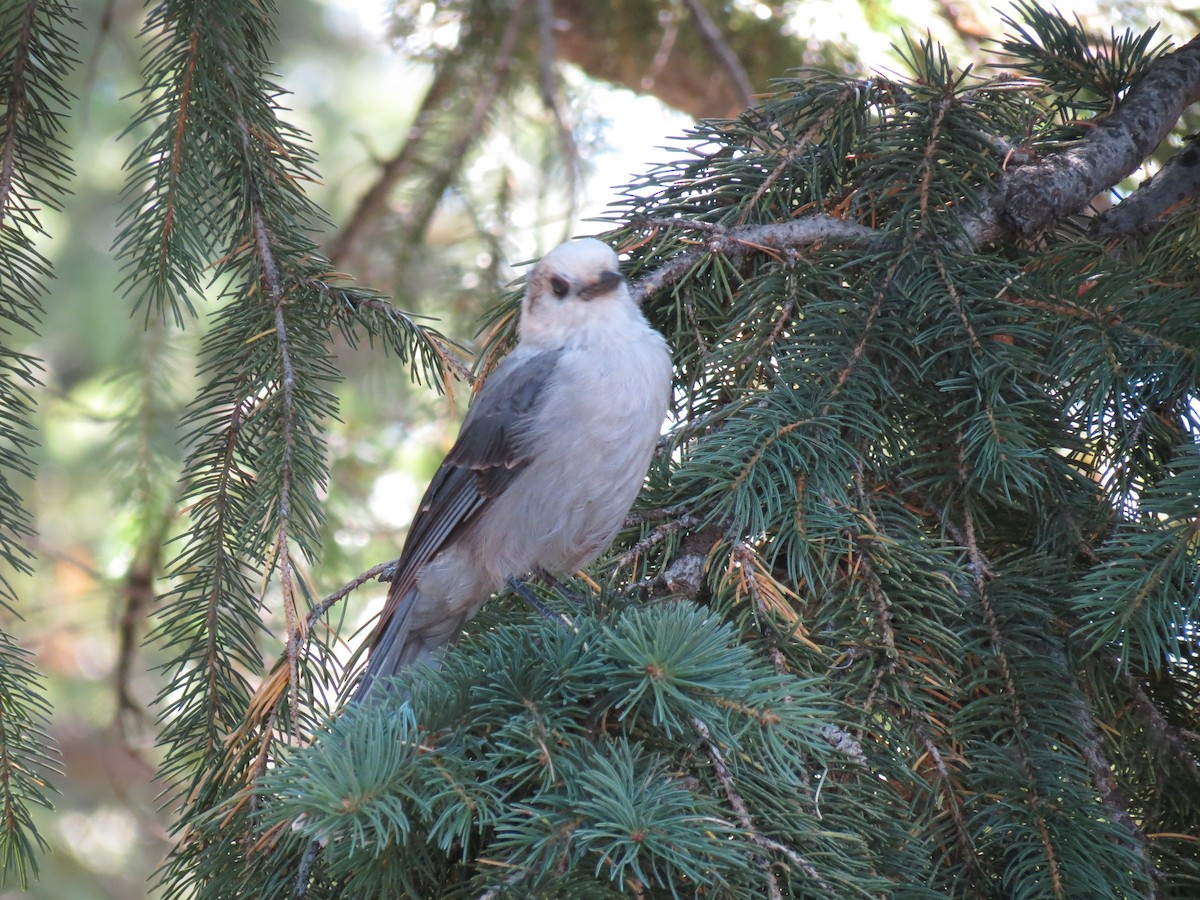Canada Jay - ML640961039