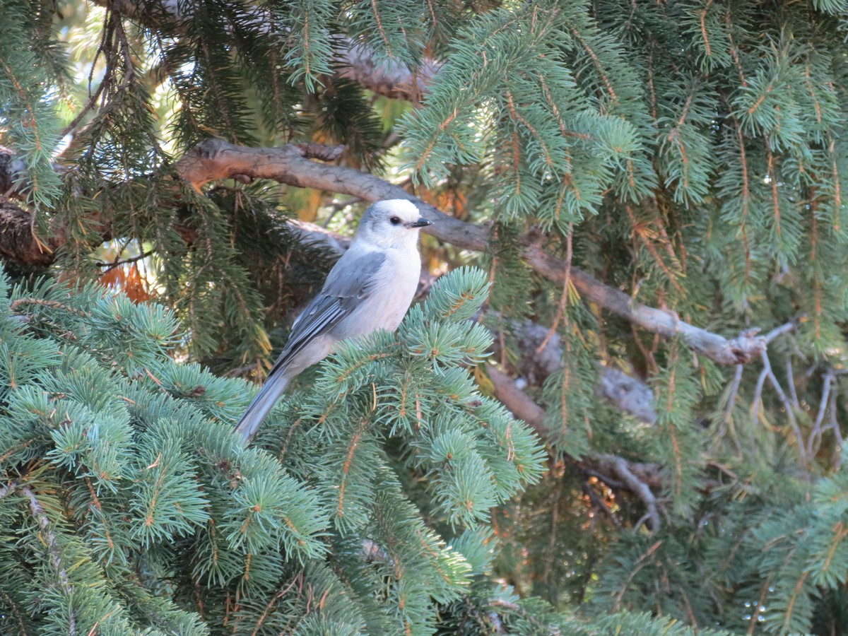 Canada Jay - ML640961040