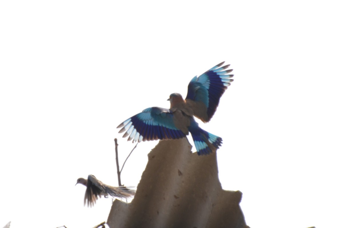 Indian Roller - ML640961042