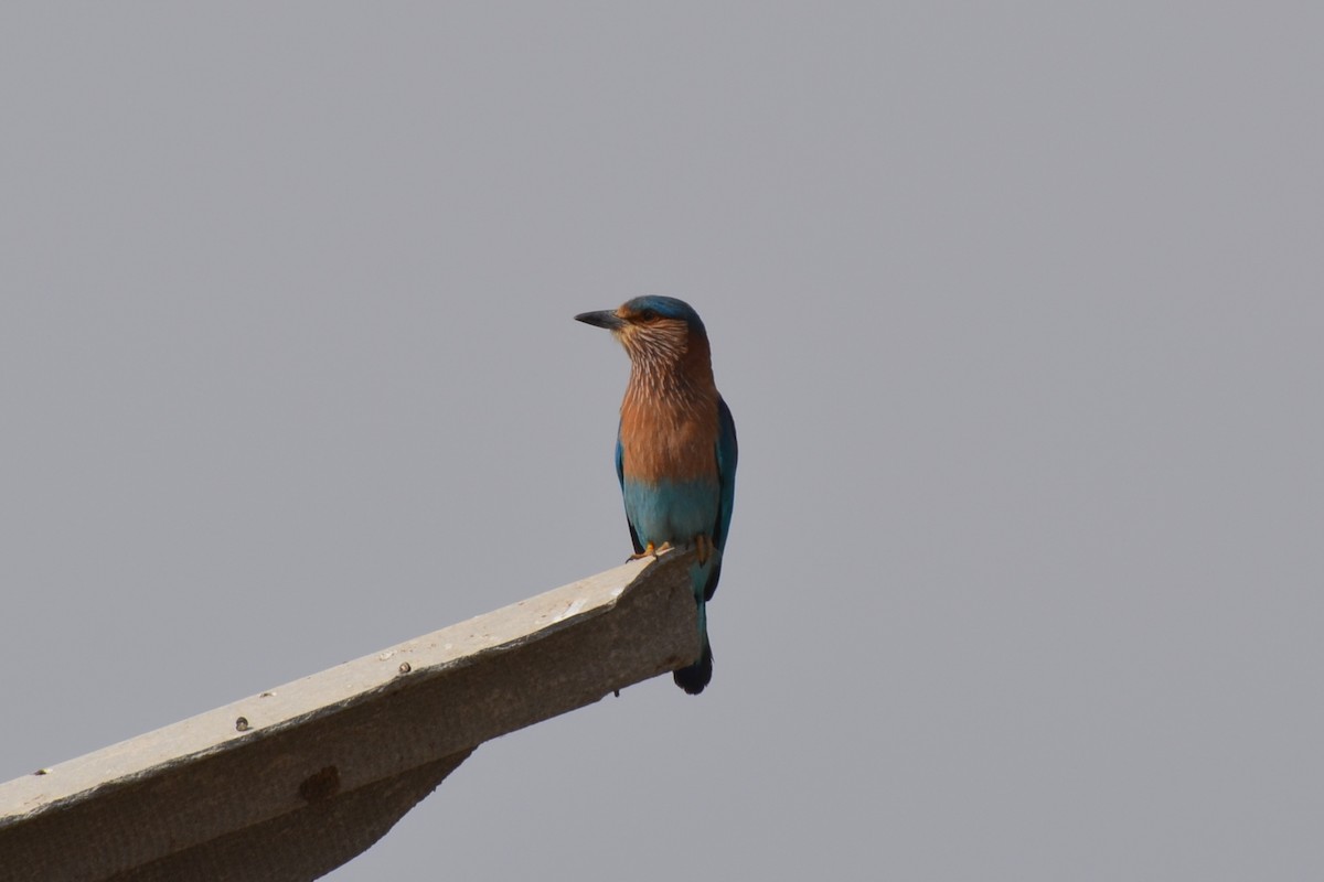 Indian Roller - ML640961043
