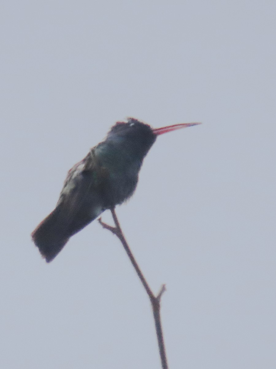 Golden-tailed Sapphire - ML640961044
