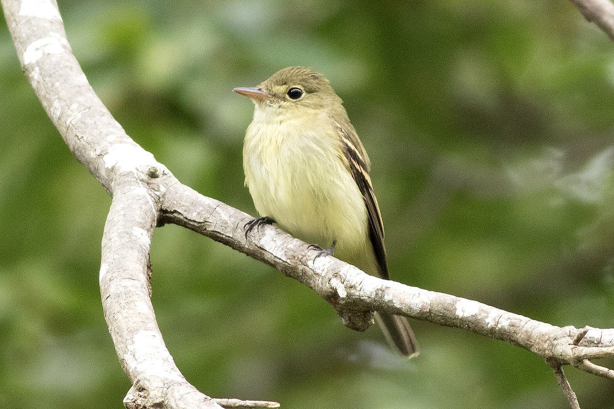 Acadian Flycatcher - ML640961066