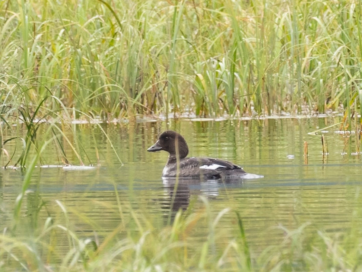 Barrow's Goldeneye - ML640961140
